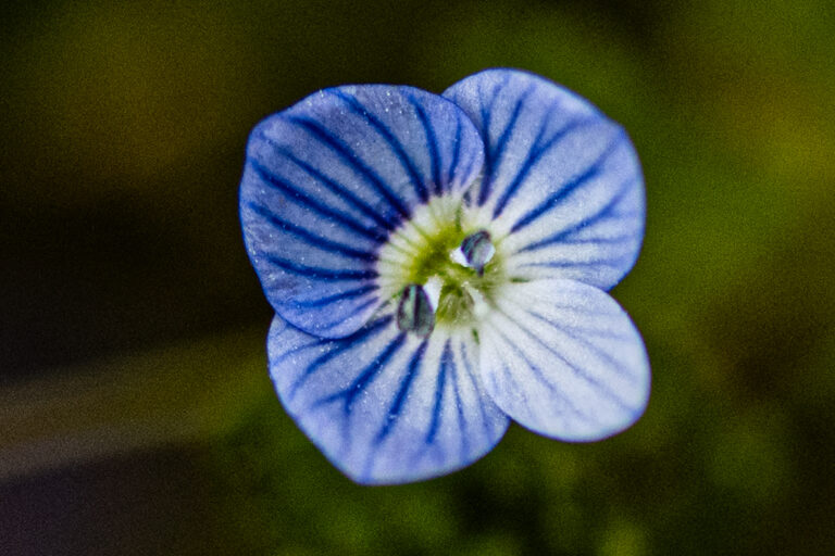 Les couleurs cachées des pétales